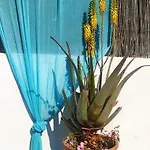 Amaryllis Sweet