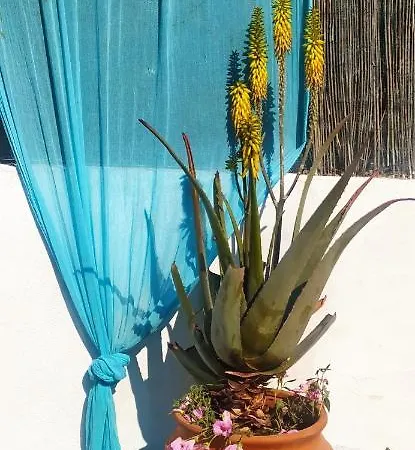 Amaryllis Sweet